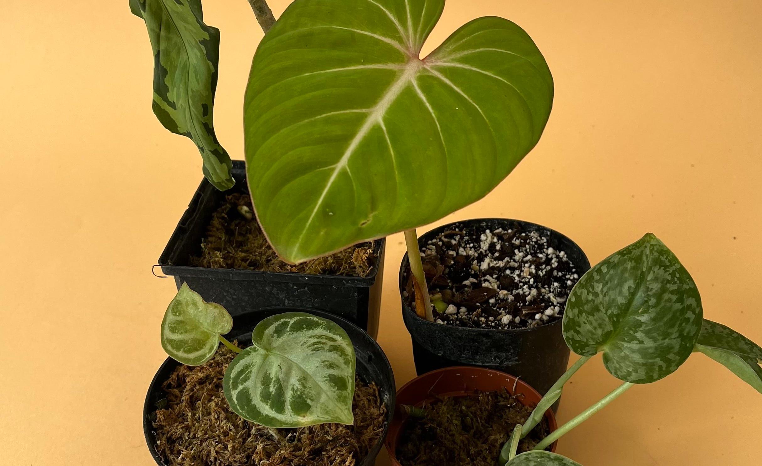 Warum ist die Erde meiner Pflanze schimmelig? - Plant Circle