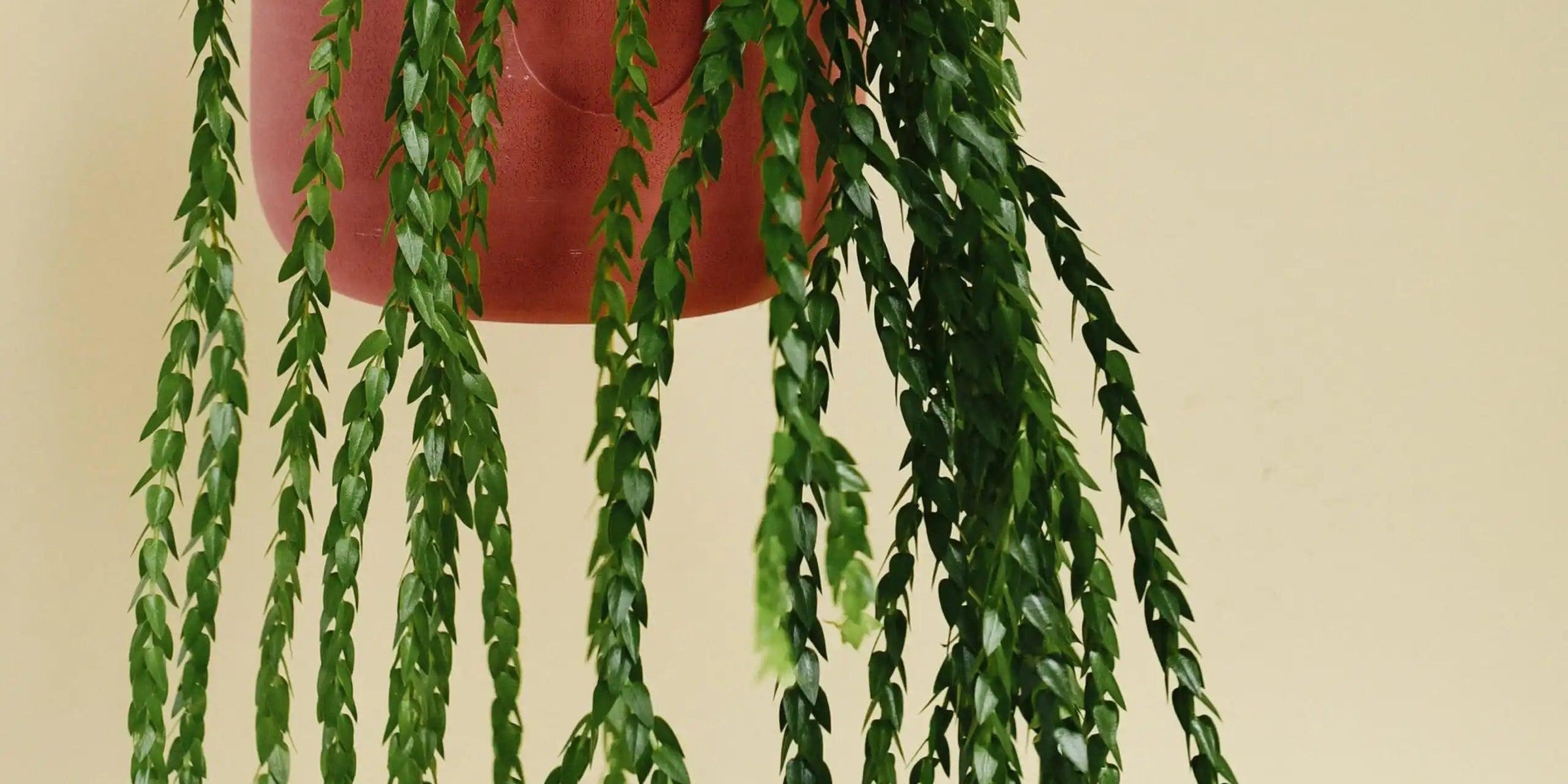 Introducing: Huperzia