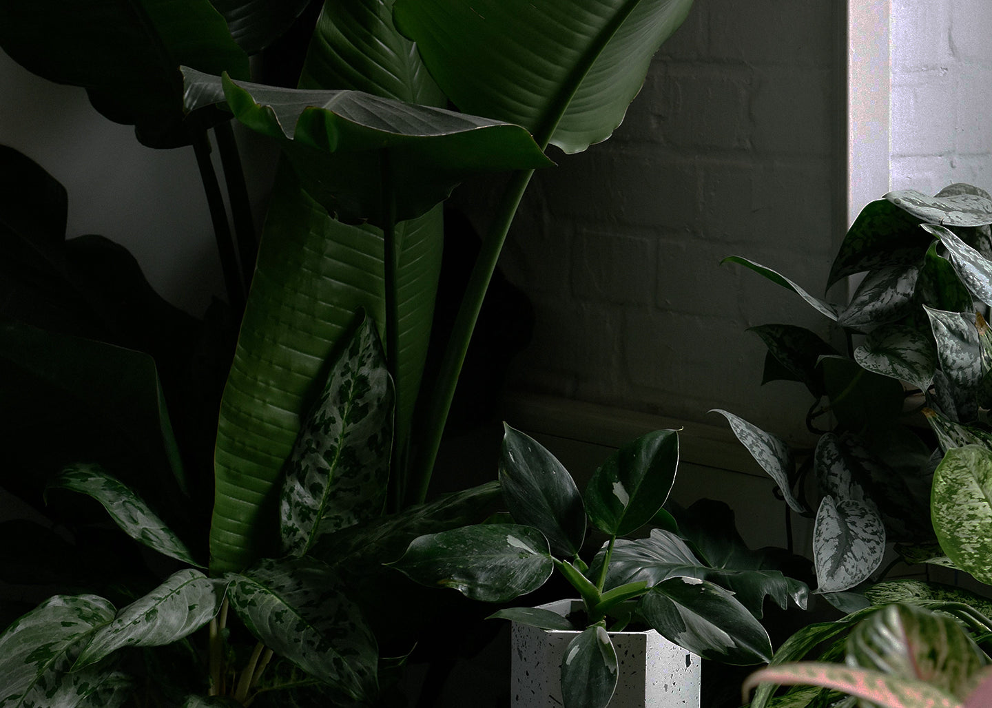Introducing Our Exciting New Collaboration with PlantThatPlant! - Plant  Circle