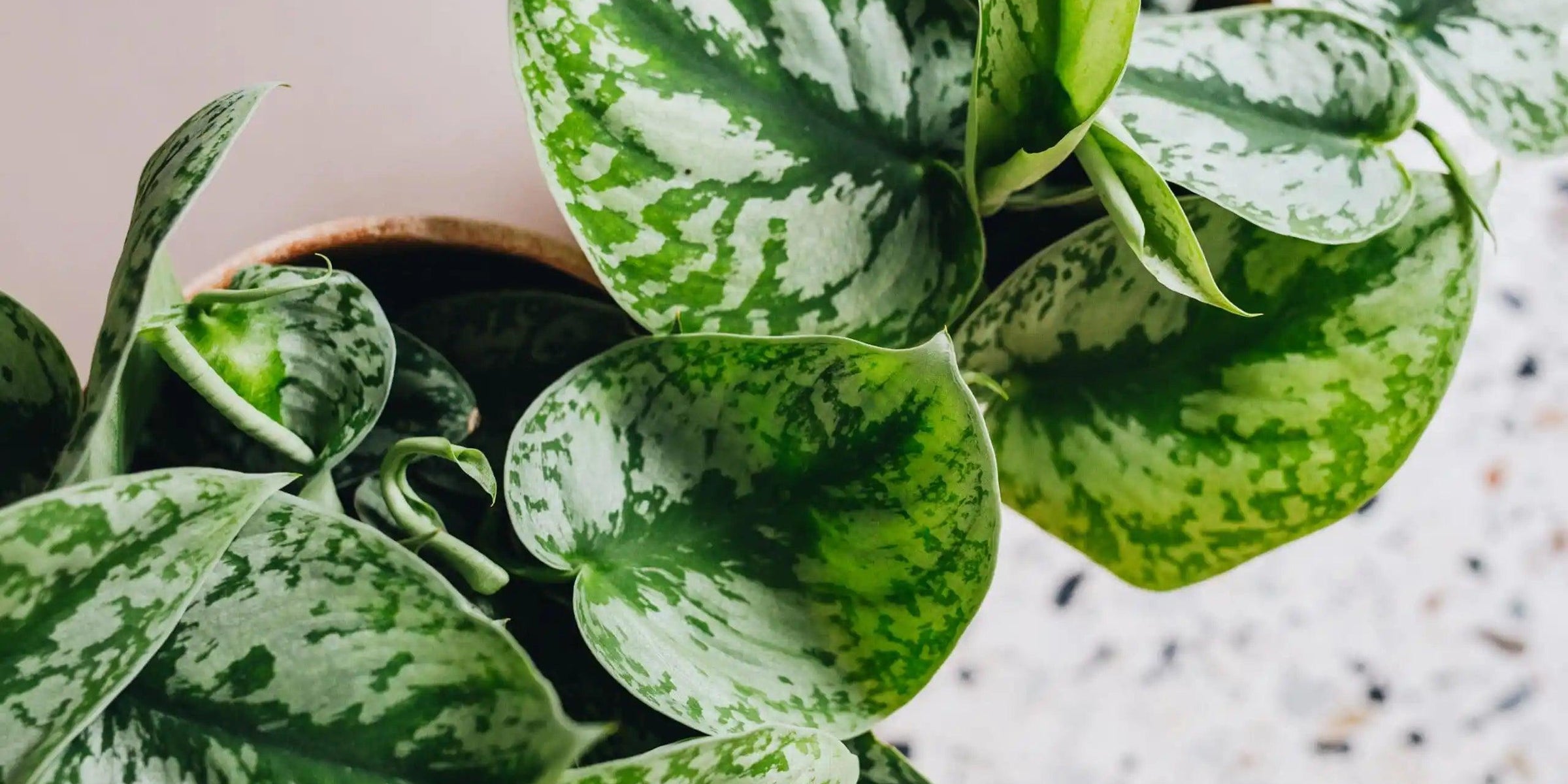 Plant profile: Scindapsus