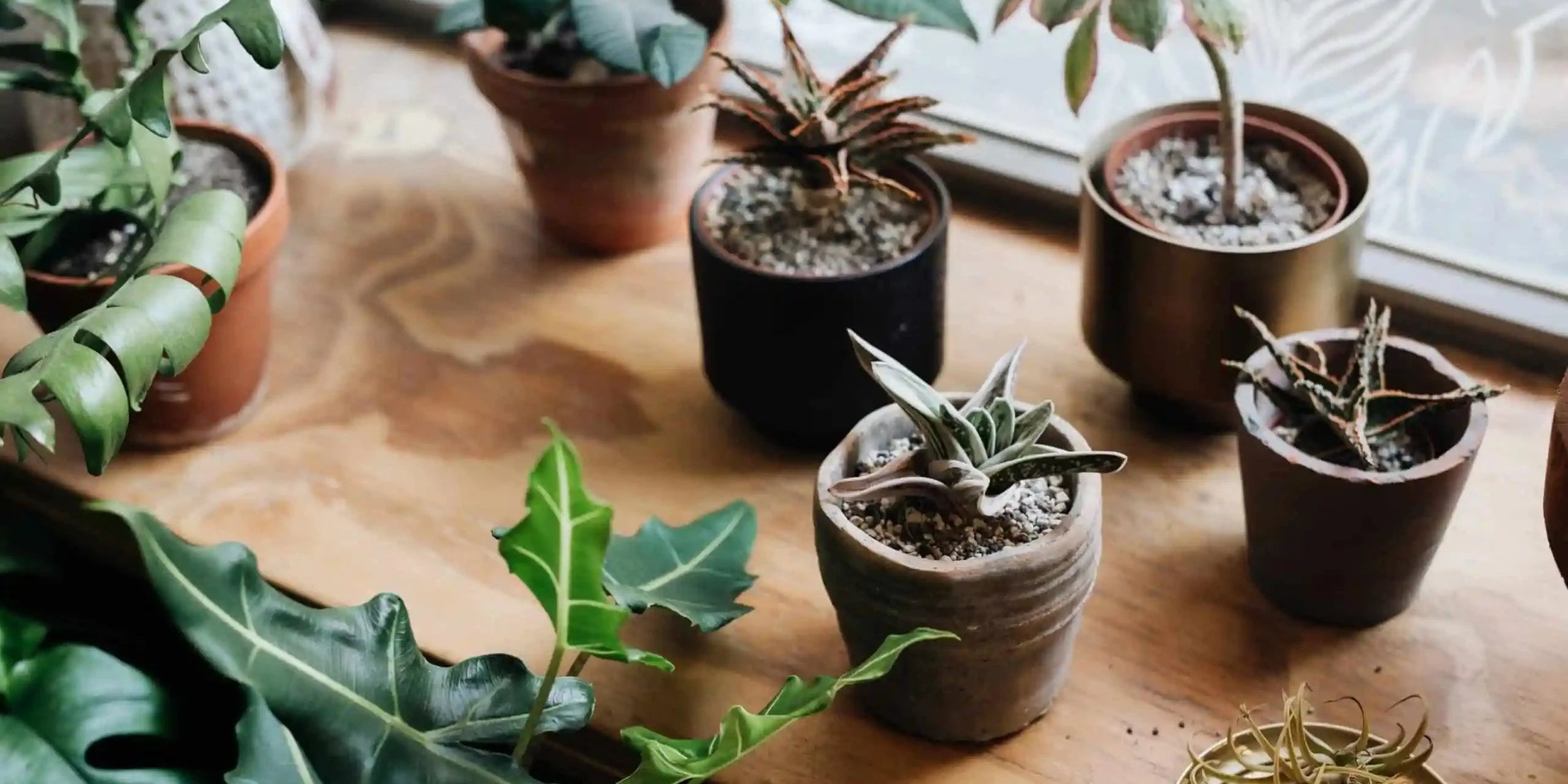 Plant care: Succulents