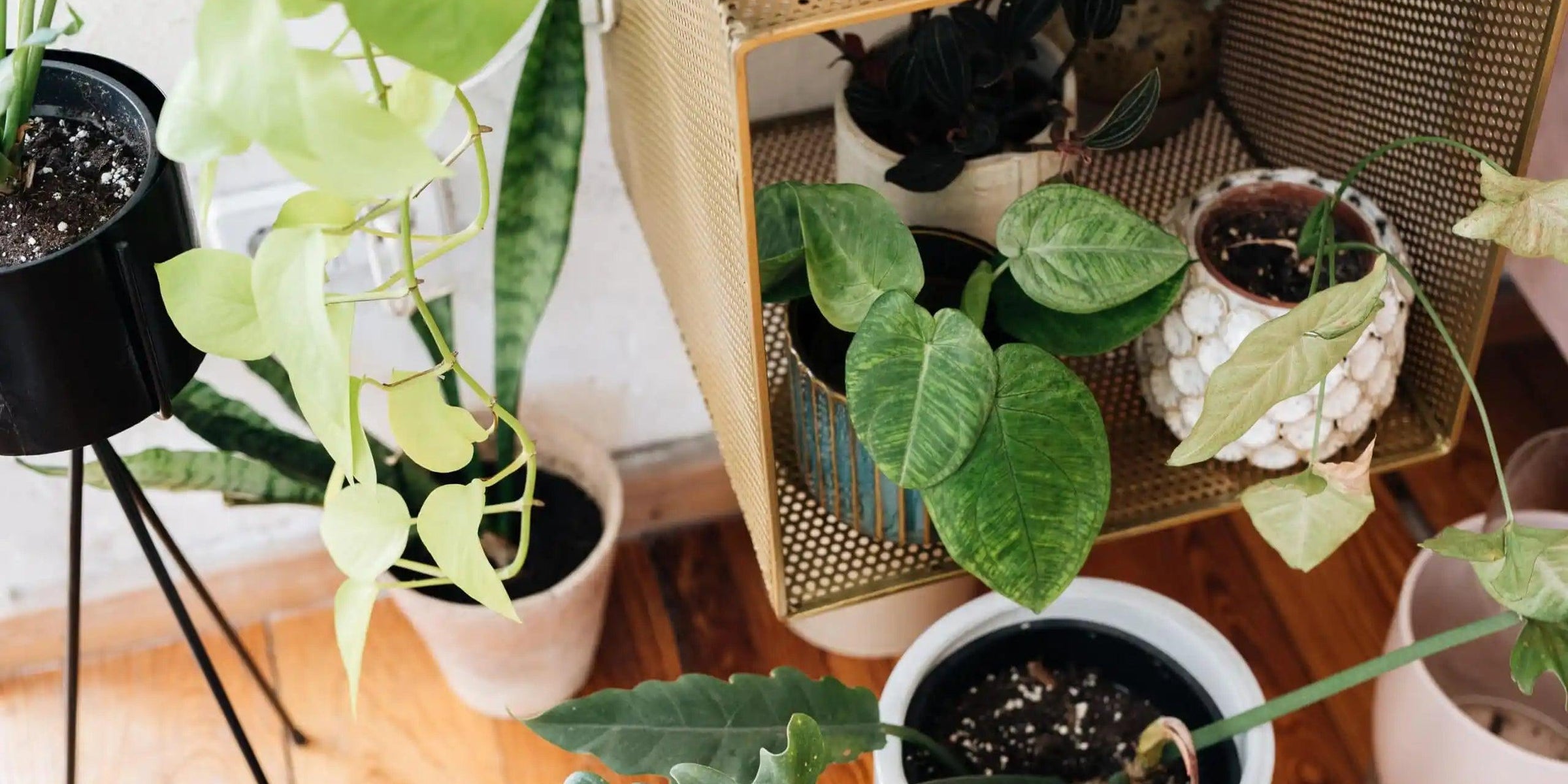 Plant care: Non deadly issues