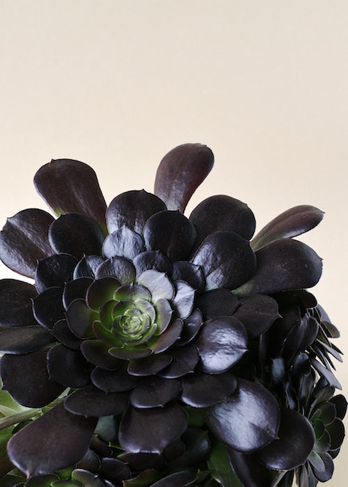 Aeonium Plant Care Guide