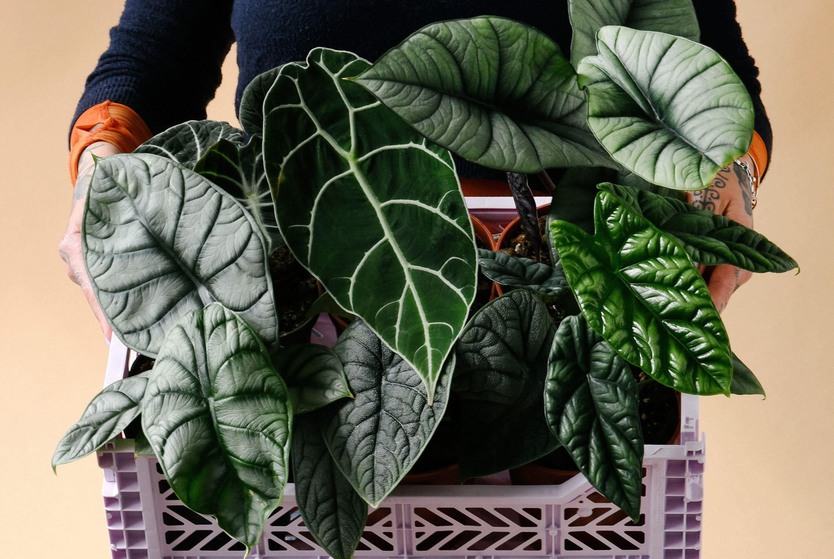 Alocasia im Haus &amp; im Selbstbewsserungstopf: Monikas hydro-inspirierte  Methode - Plant Circle