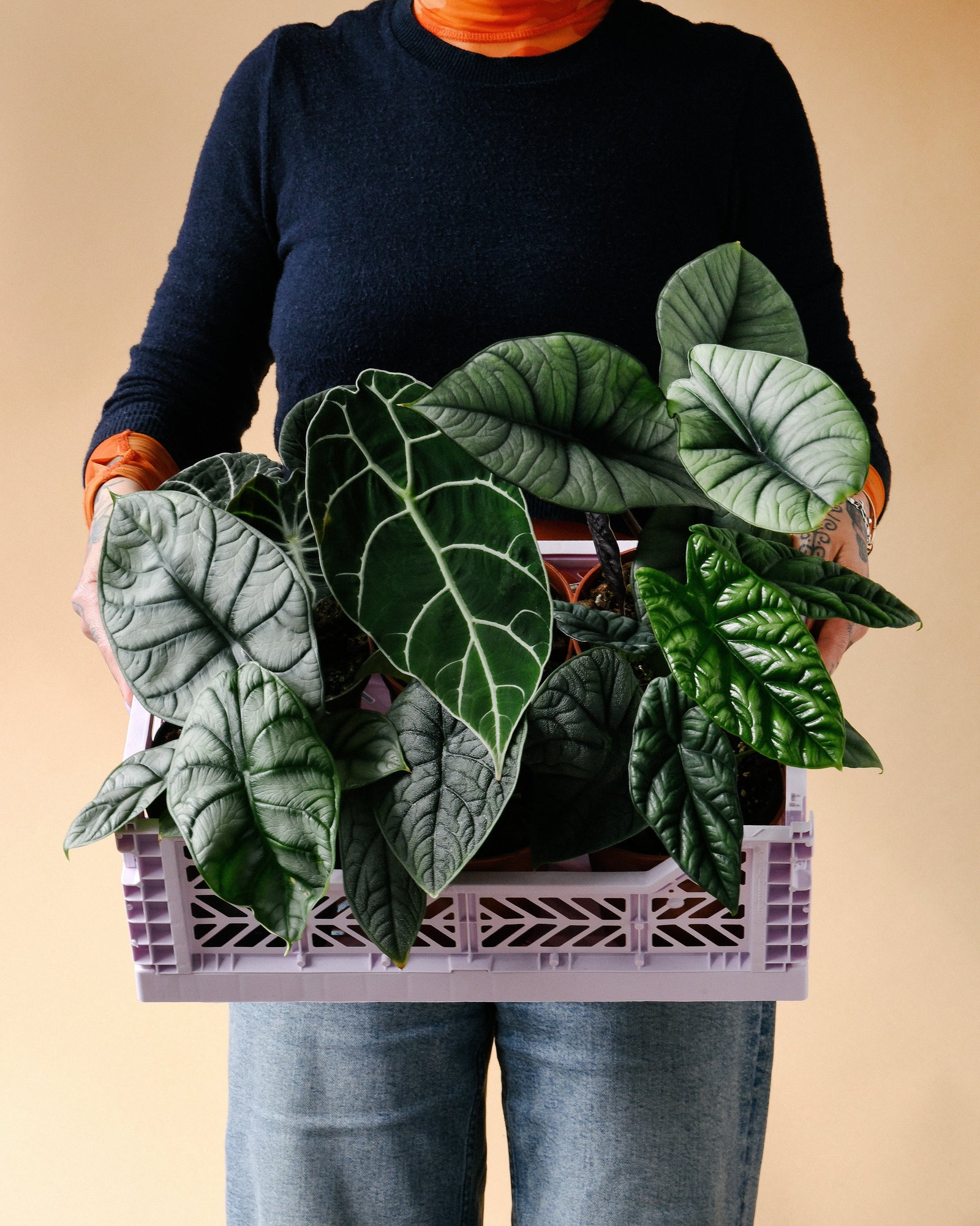 Alocasias grouped lovingly