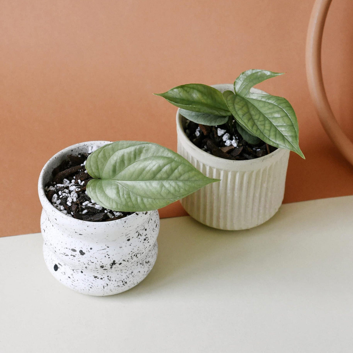 Transform Your Home Into a Green Sanctuary: Top 5 Trailing Plants for Your Shelves and Sills