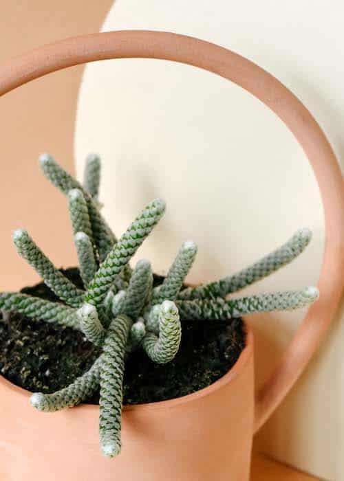 Avonia Plant Care Guide - Grow Thriving Avonia at Home