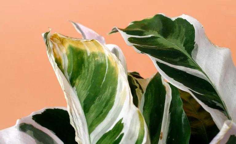 Warum werden die Bltter meiner Pflanze braun? Ursachen und Lsungen -  Plant Circle