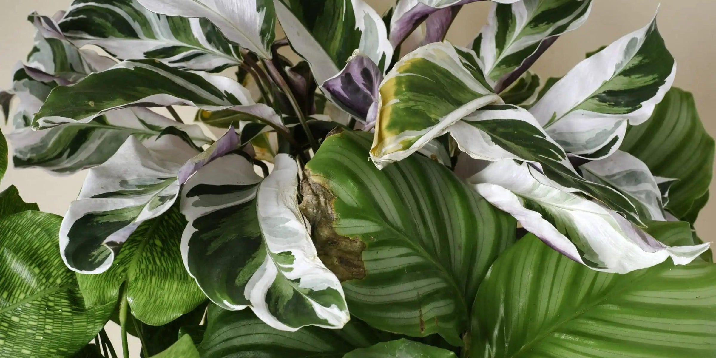 Plant care: Hard water