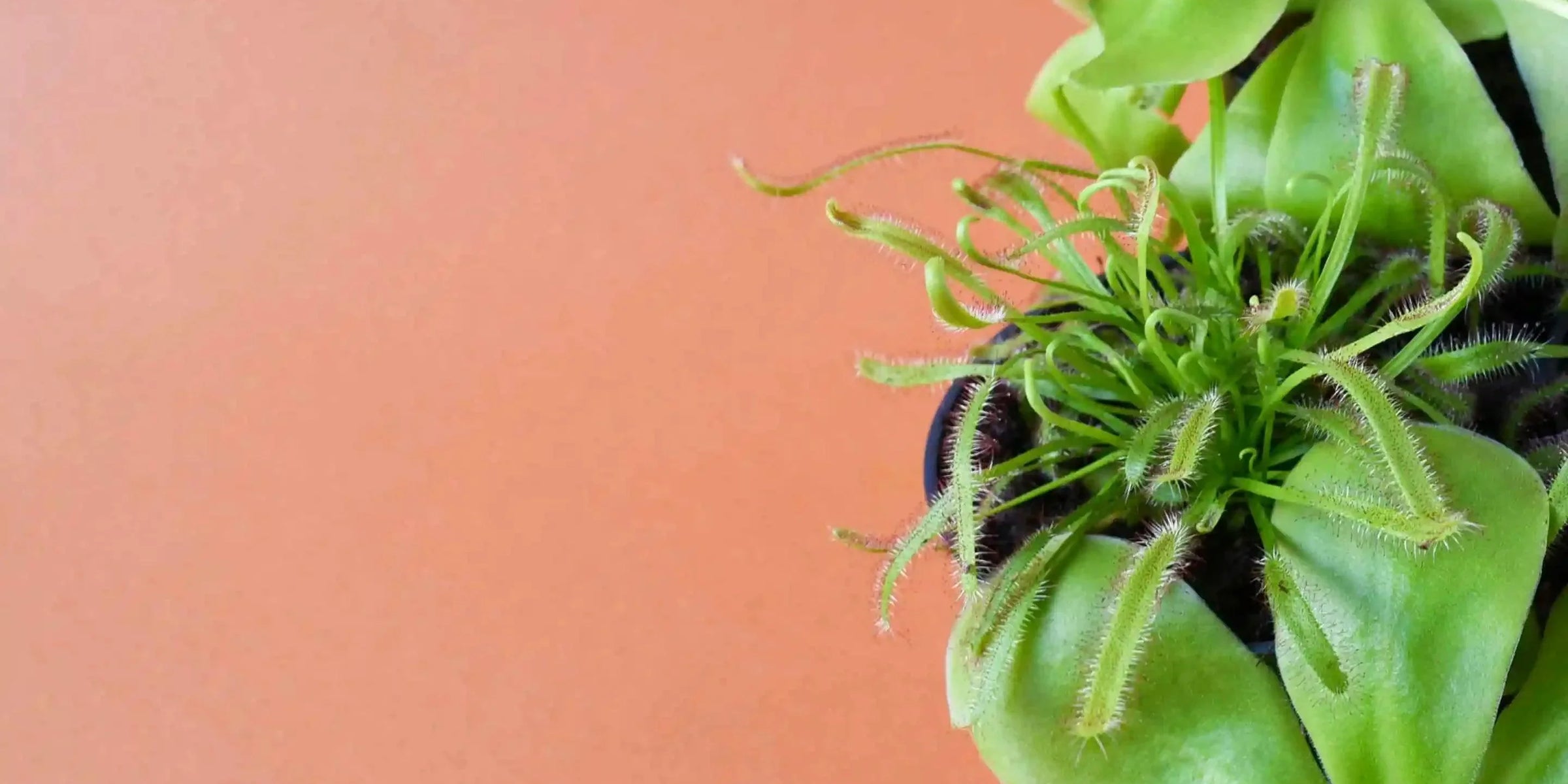 Common pests: Fungus gnats