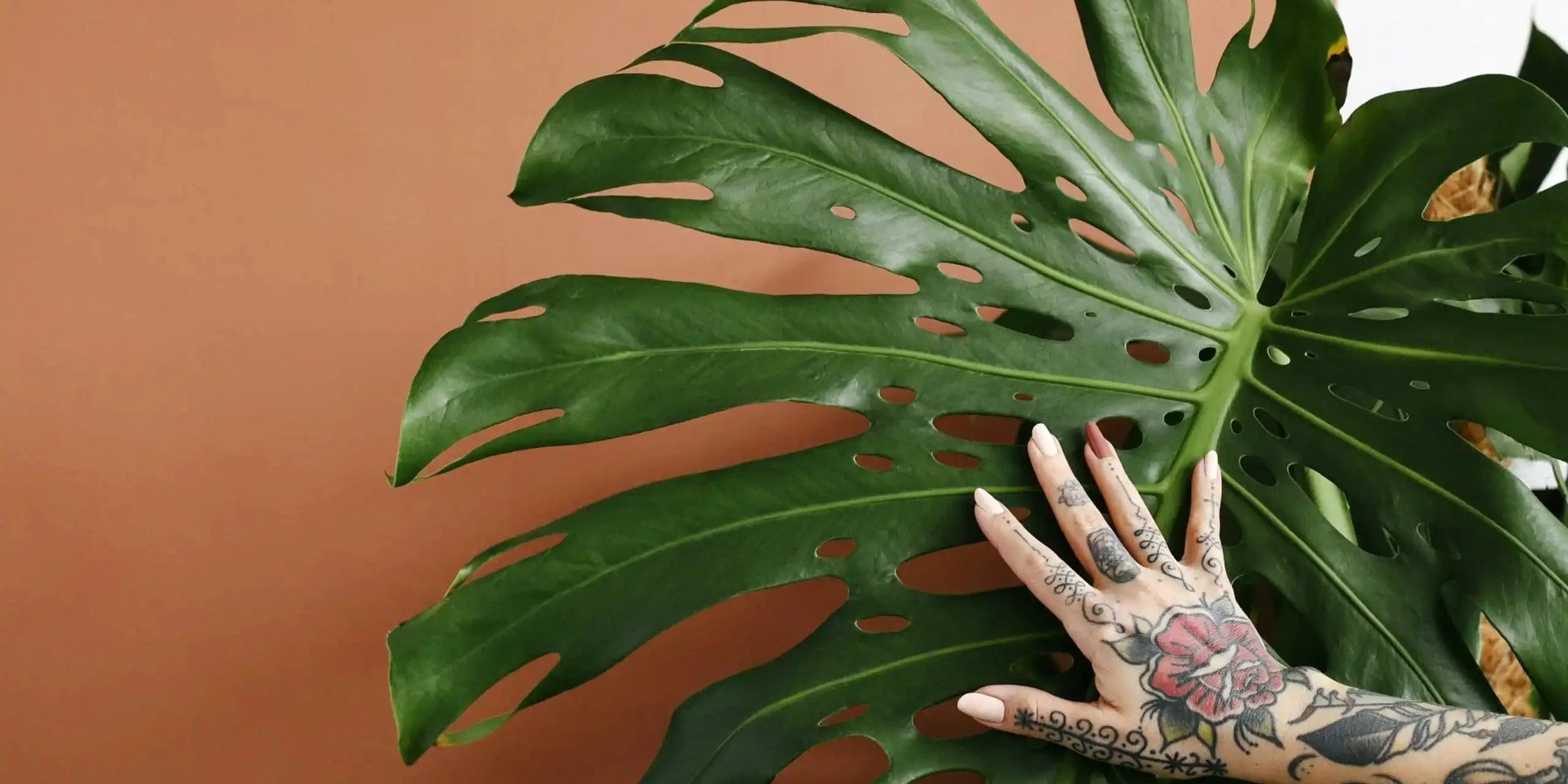 Plant Profile: Monstera Deliciosa