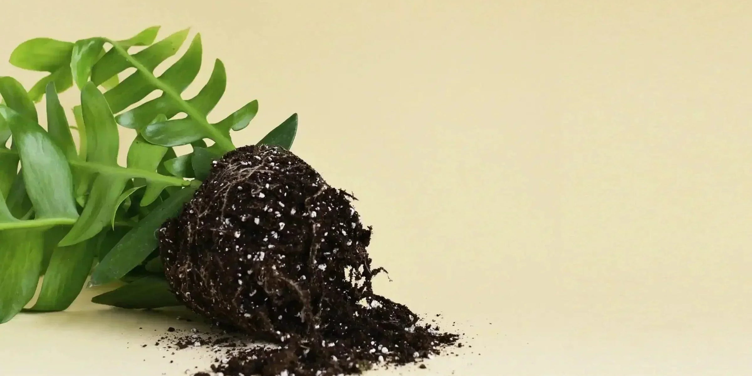 Plant care: Potting mix