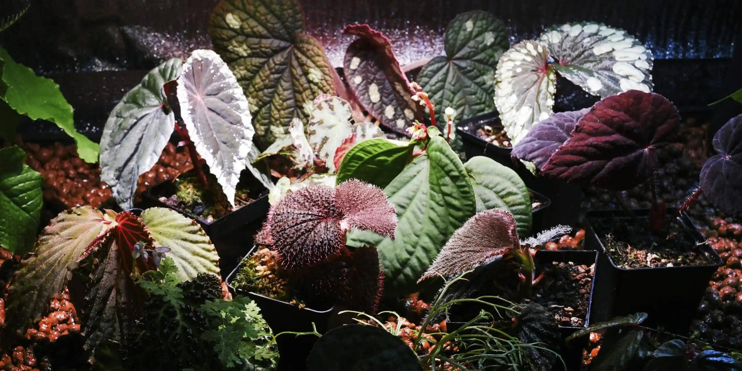 Plant Circle at Home: Pietro