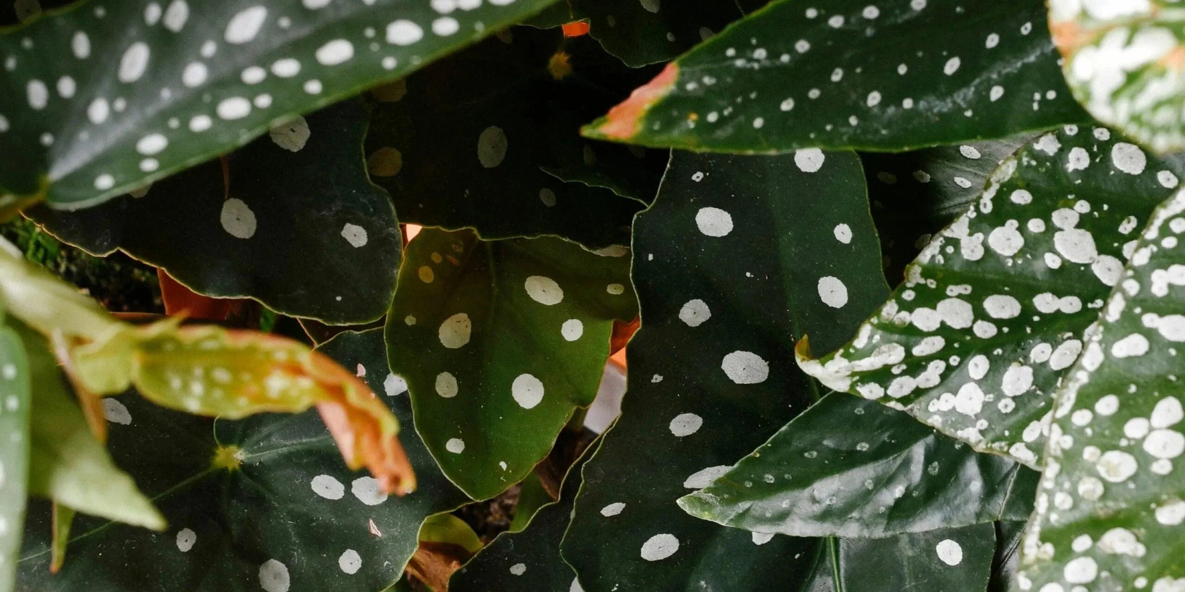 Plant Profile: Begonia