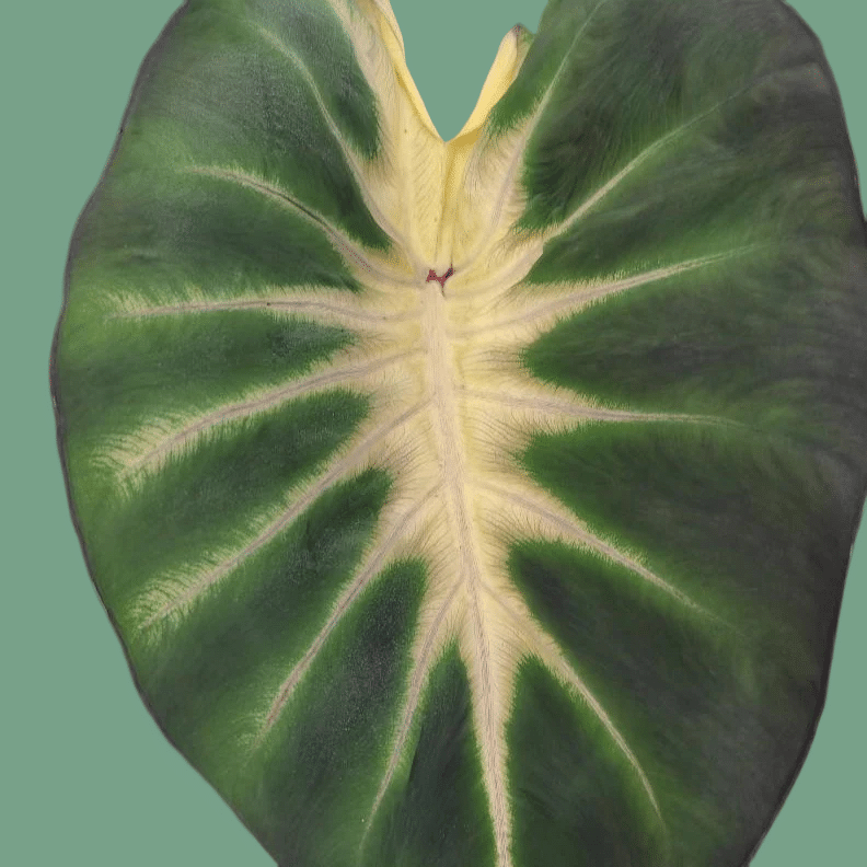 Colocasia Care Tips