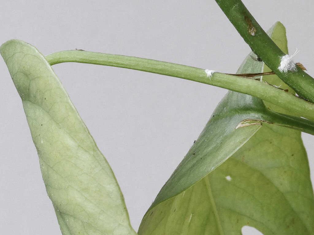 Common pests: Mealybugs – Plant Circle