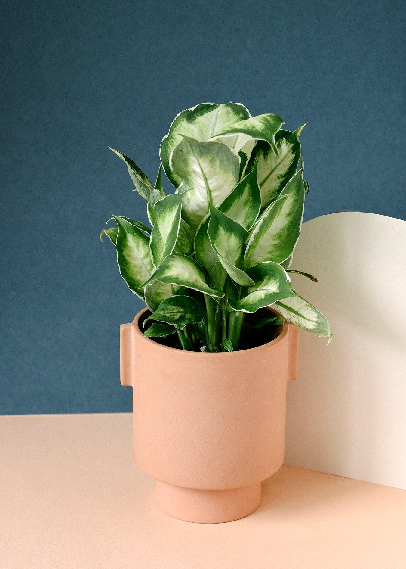 Dieffenbachia Care Tips
