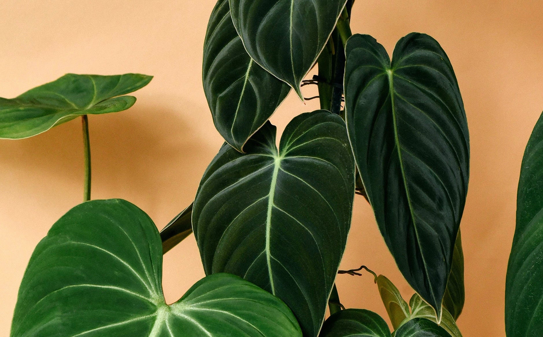 Philodendron Gloriosum zebra 4” buying pot (ALL PLANTS require you to purchase 2 plants!)