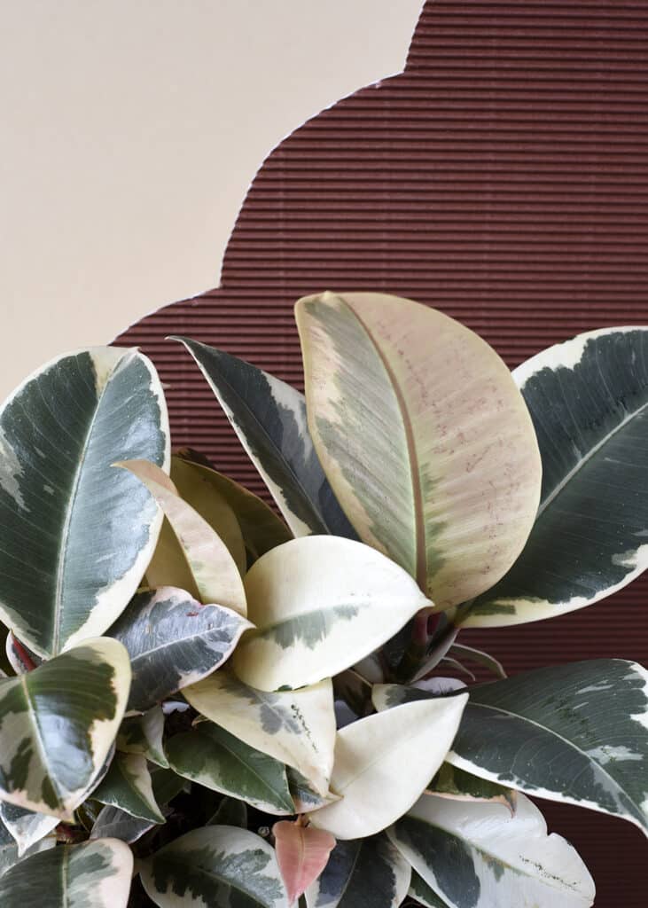 Essential Ficus Plant Care Tips