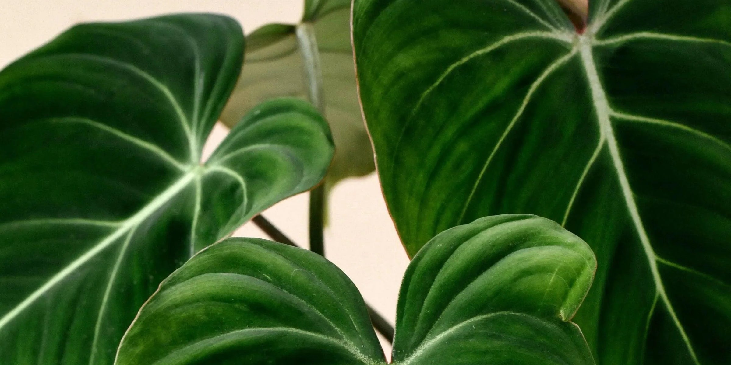 Plant profile: Philodendron Gloriosum