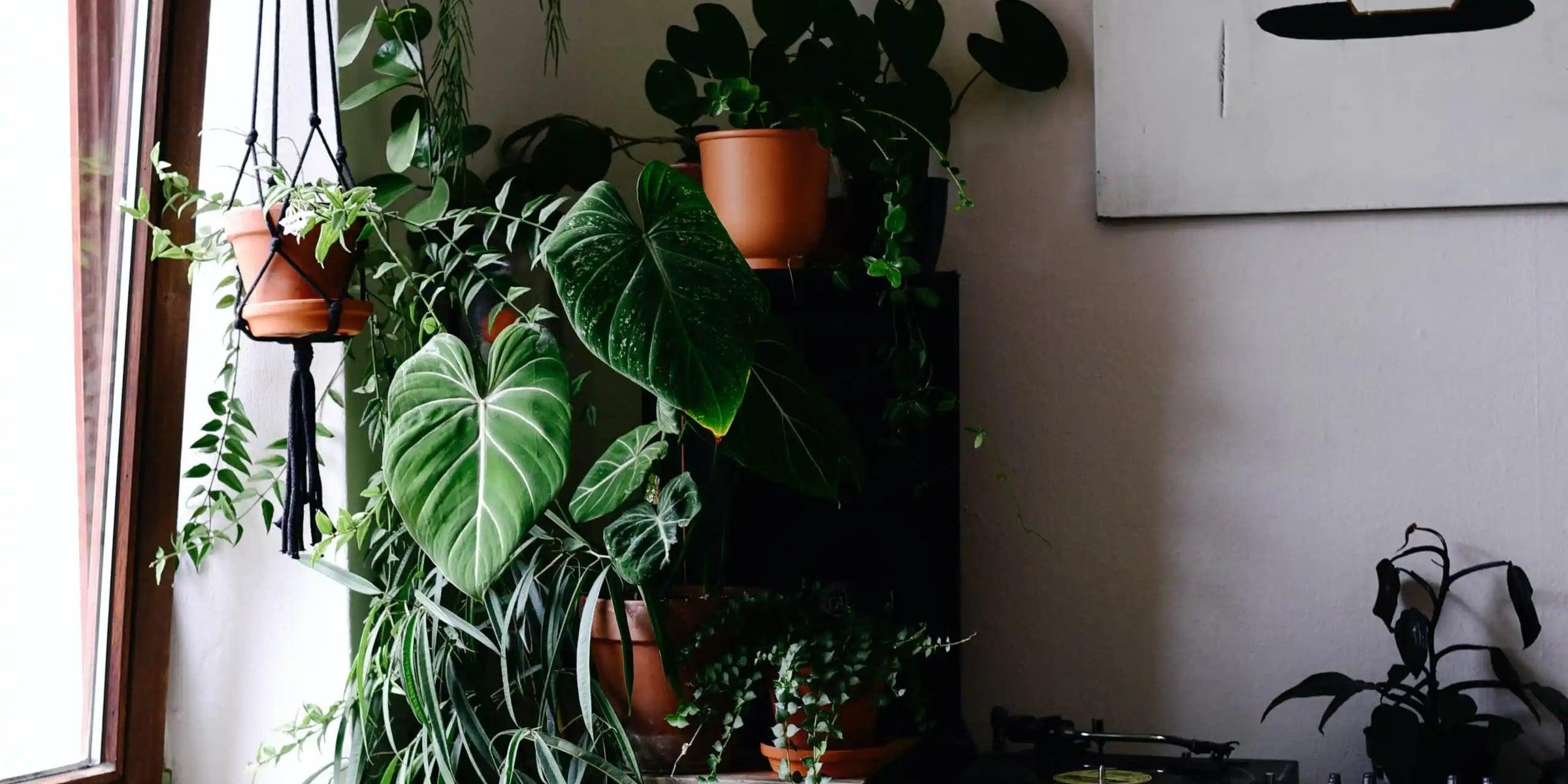 Plant Circle at Home: Oliver