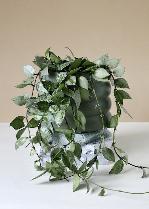Hoya Care Tips