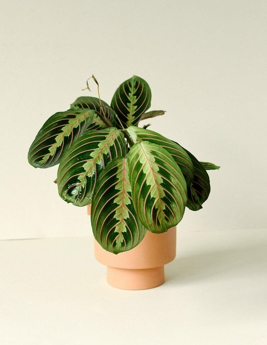 Unveiling the Charms of Prayer Plants: Types, Tips, and Top Picks for Your Home