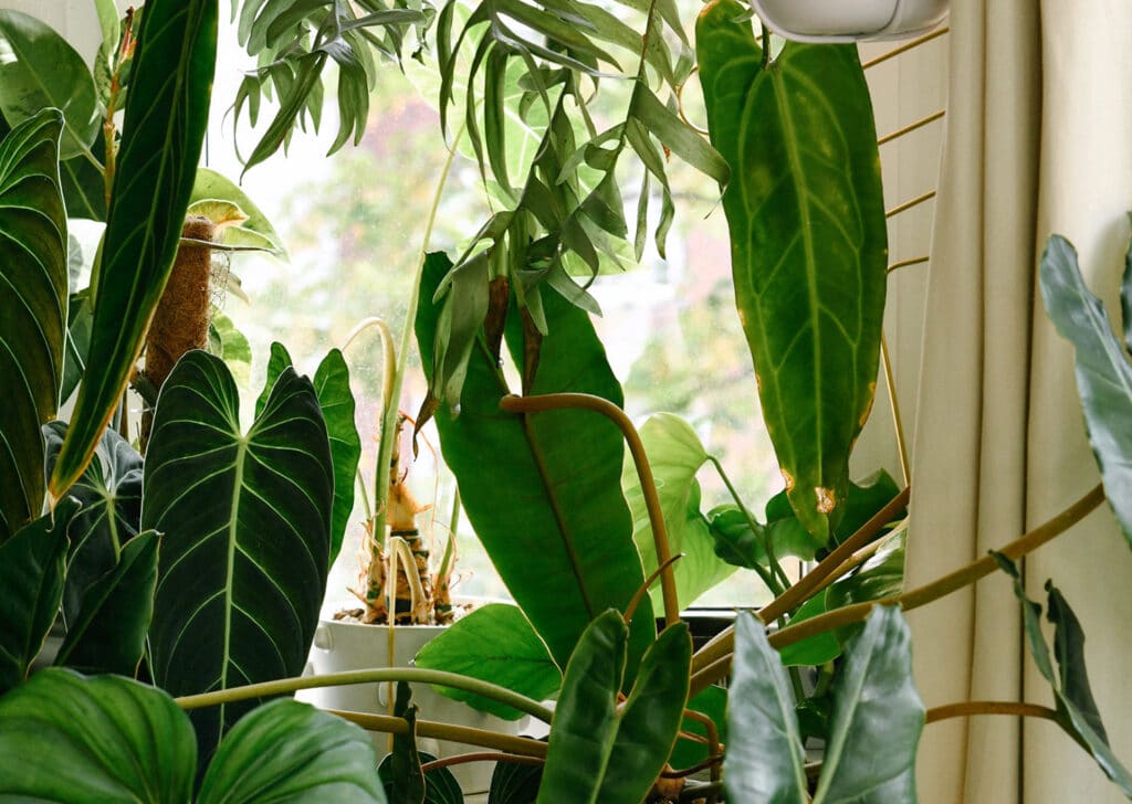 Low Light Plants for Urban Apartment Living - Plant Circle