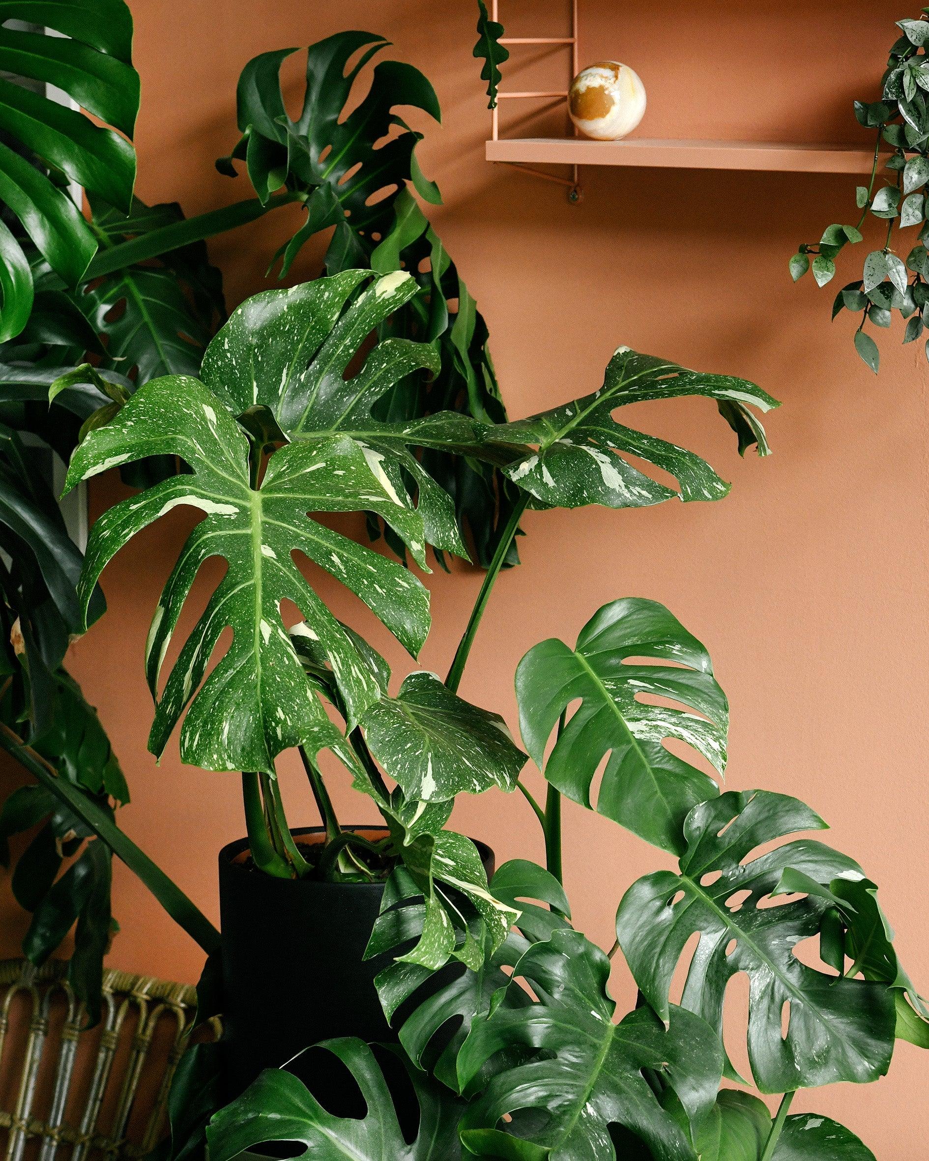 Monstera deliciosa v GreenonGreen'Match' Monstera: Unique