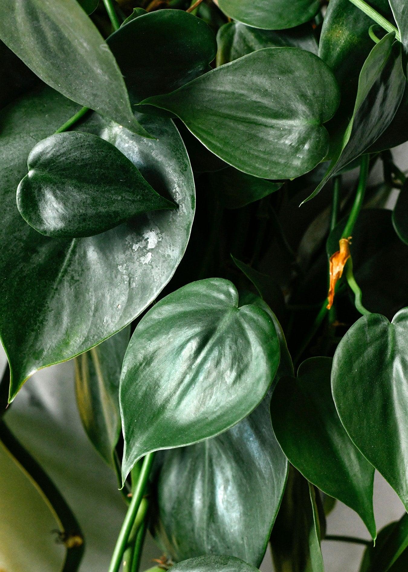Philodendron Care Tips