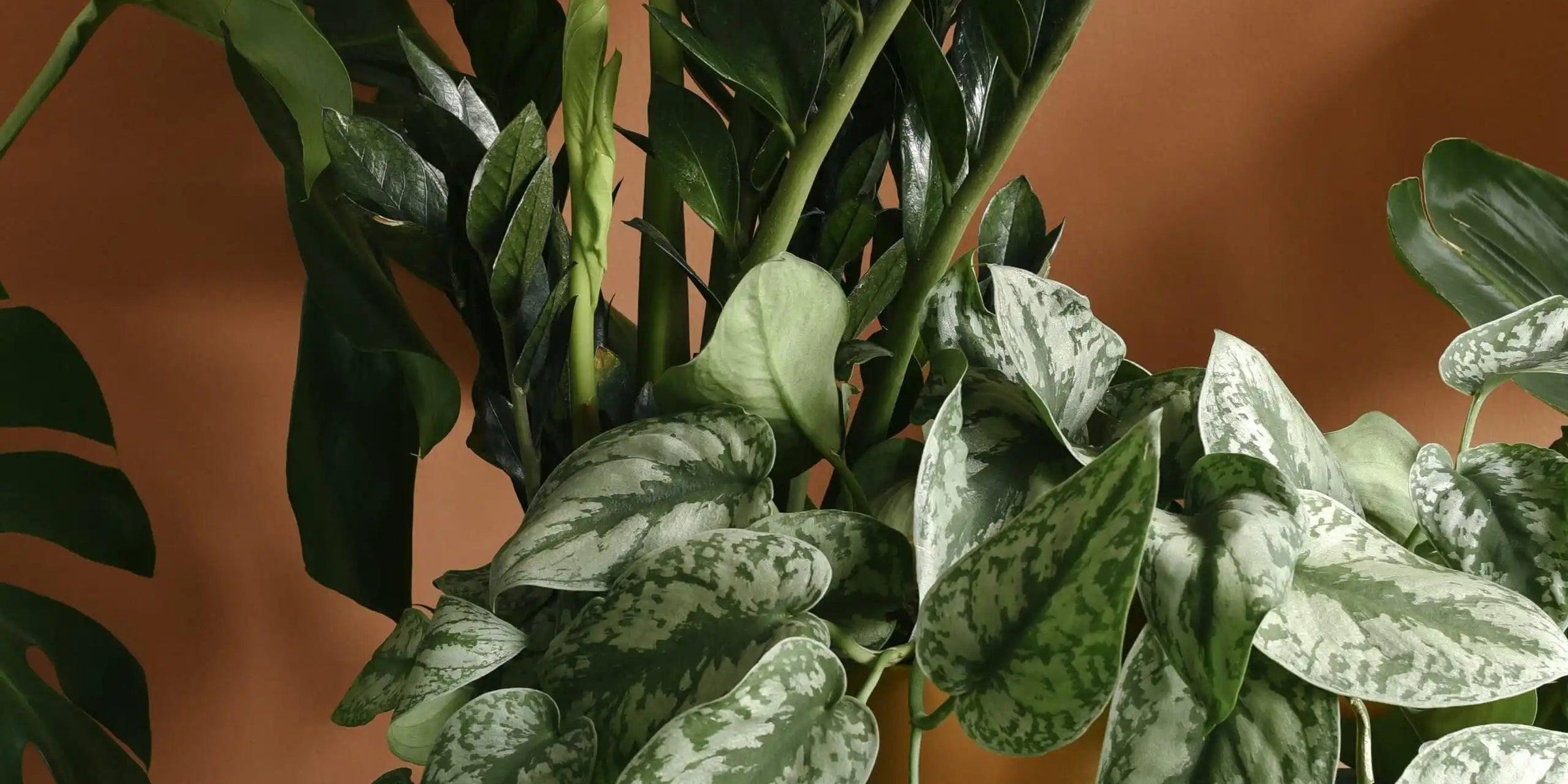 Plant Circle’s top 5 plants for your Office