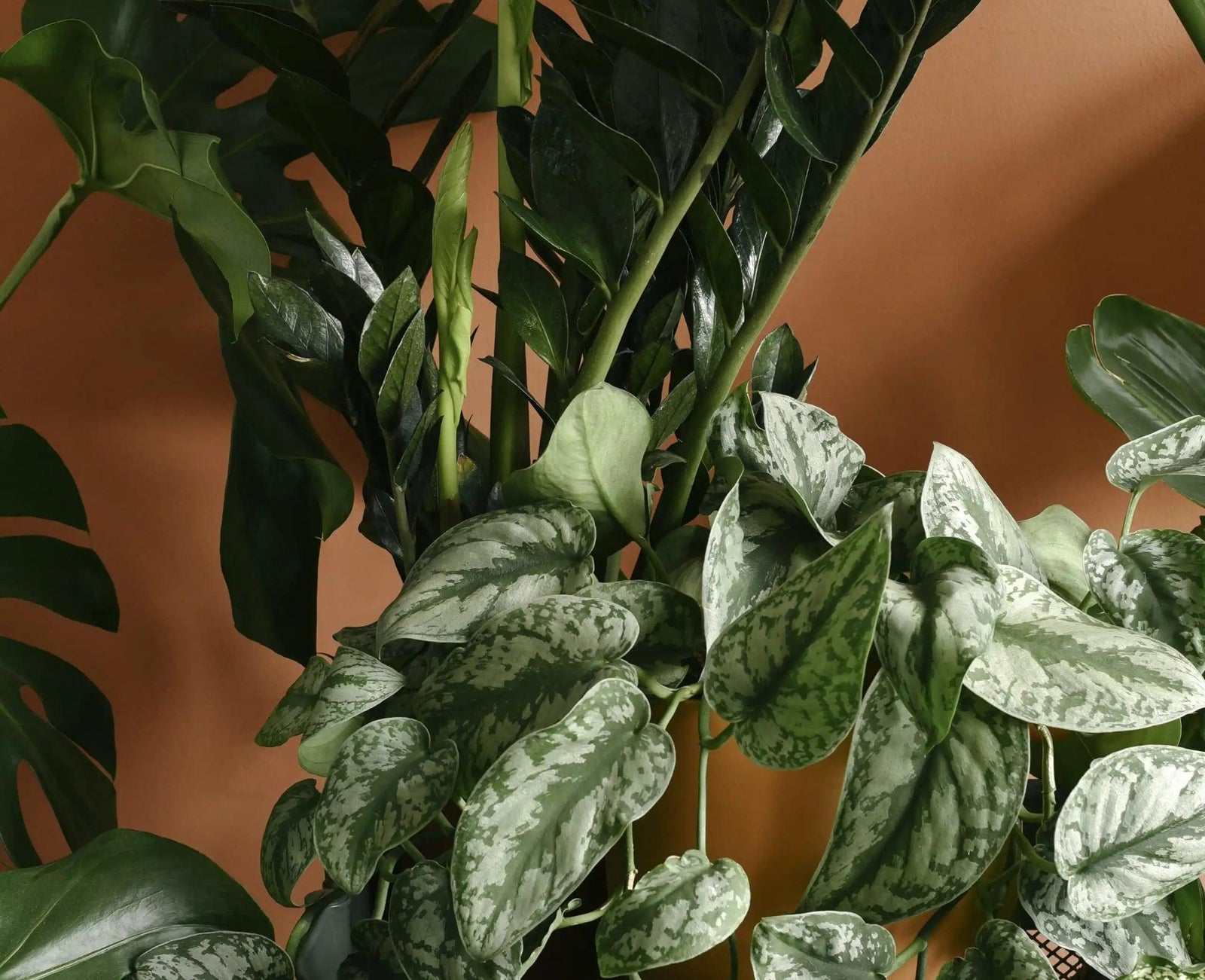 Plant Circle’s top 5 plants for your Office