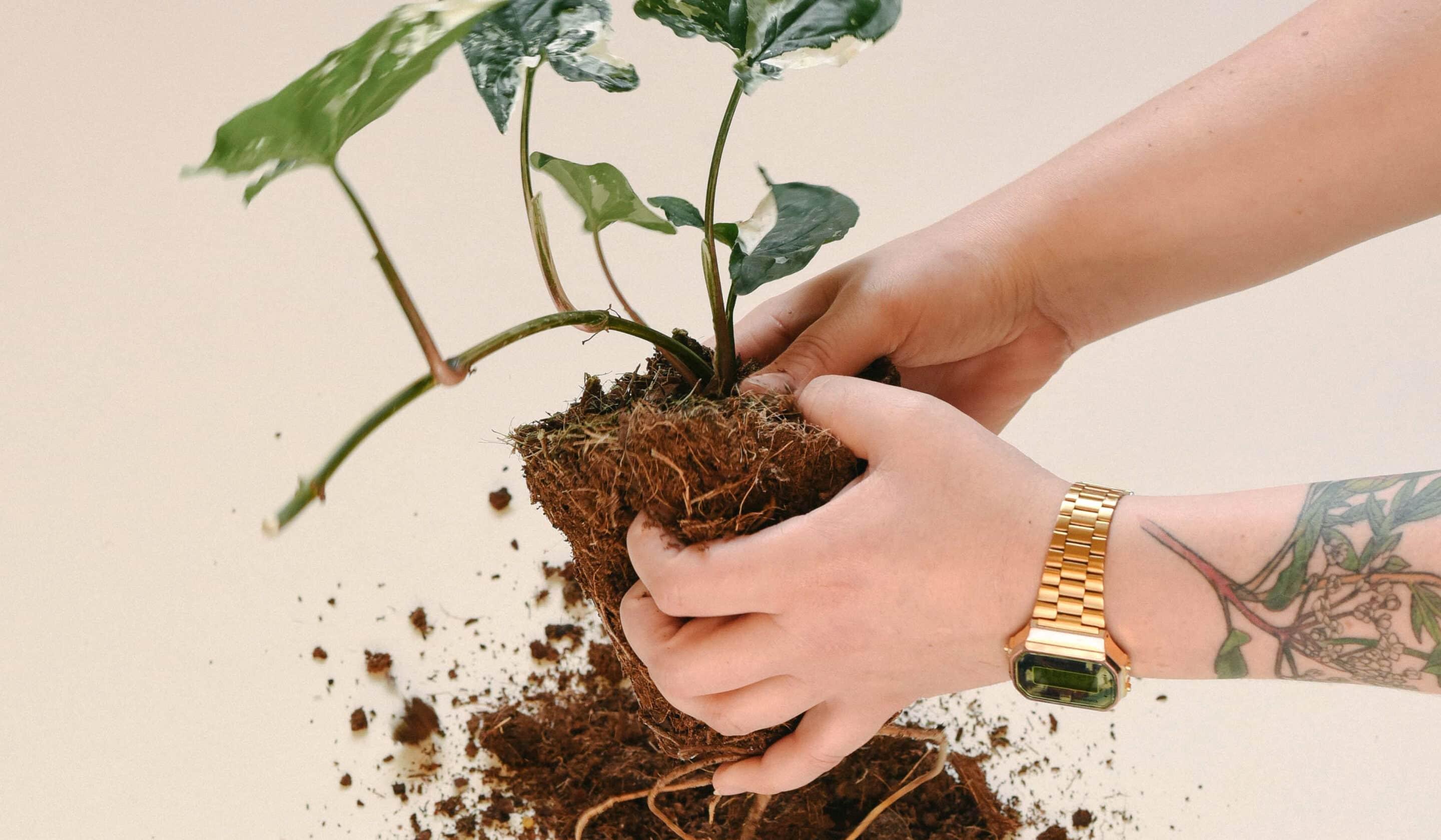 Should You Repot Plants in Winter? Complete Cold-Weather Repotting Guide -  Plant Circle