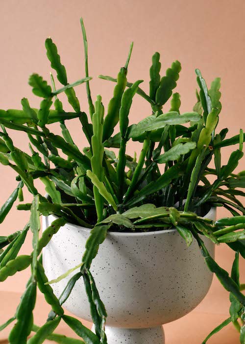 Rhipsalis Care Tips