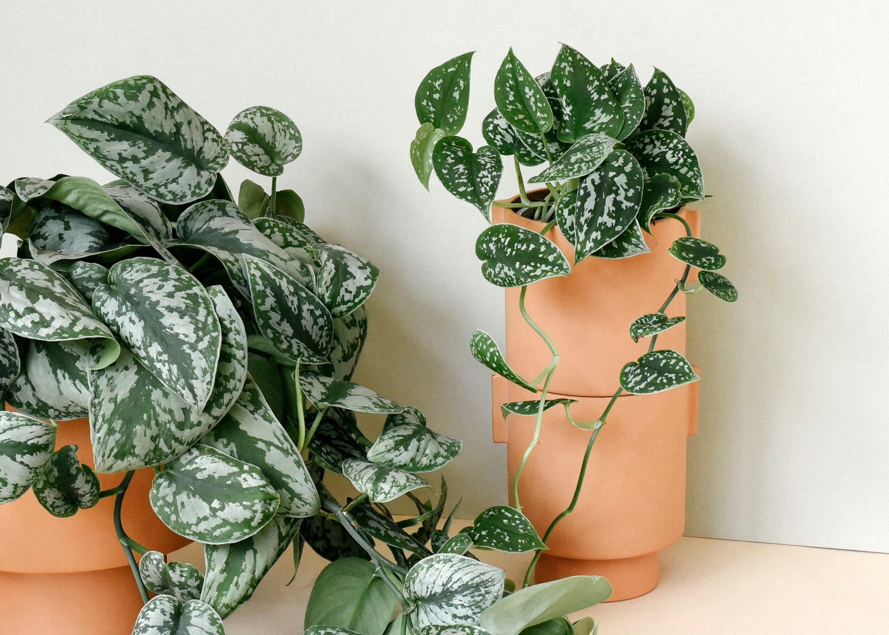 Die Top 5 der Zimmerpflanzen von Plant Circle fr wenig Licht