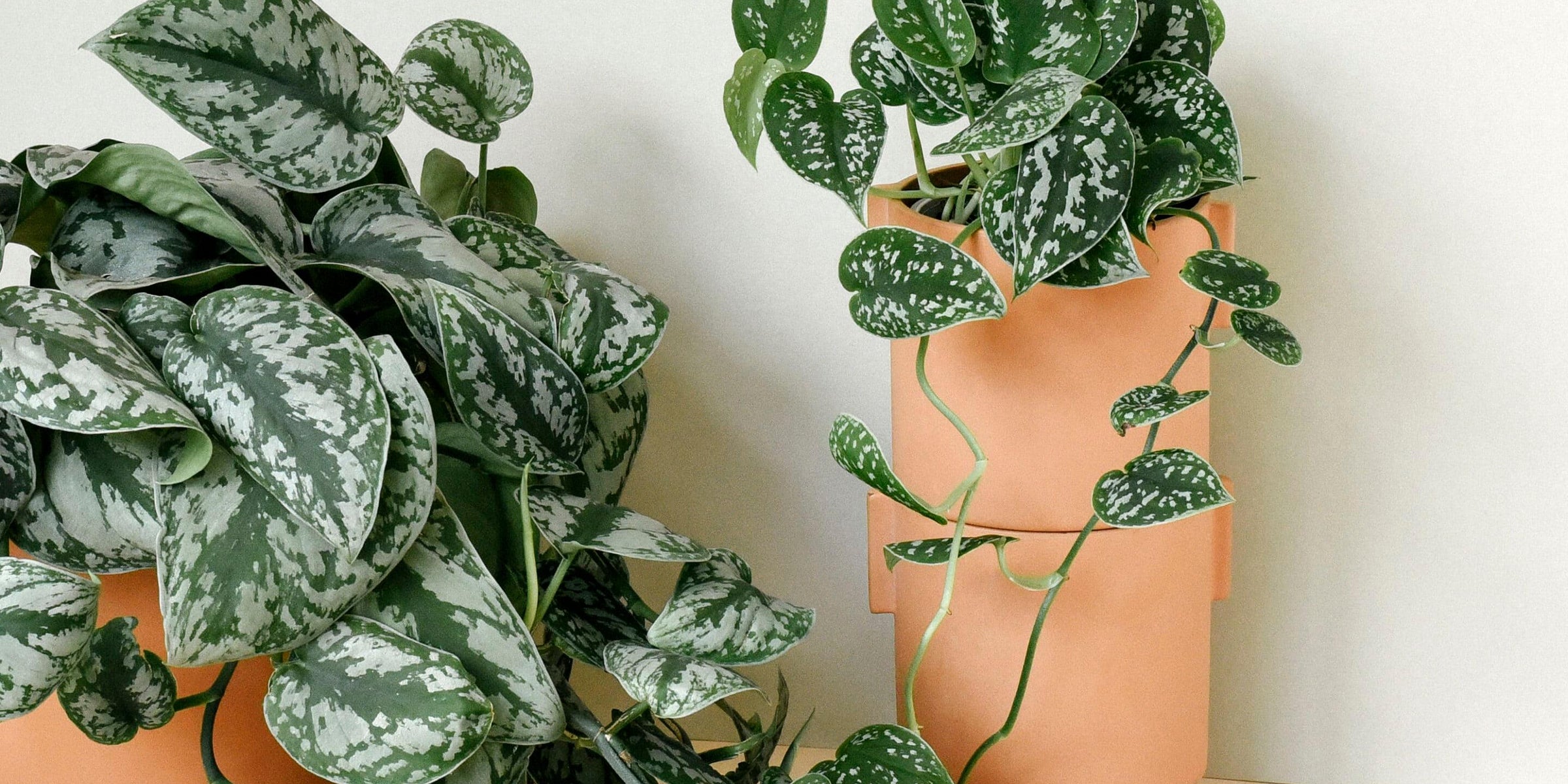 Plant Circle’s Top 5 houseplants for low light