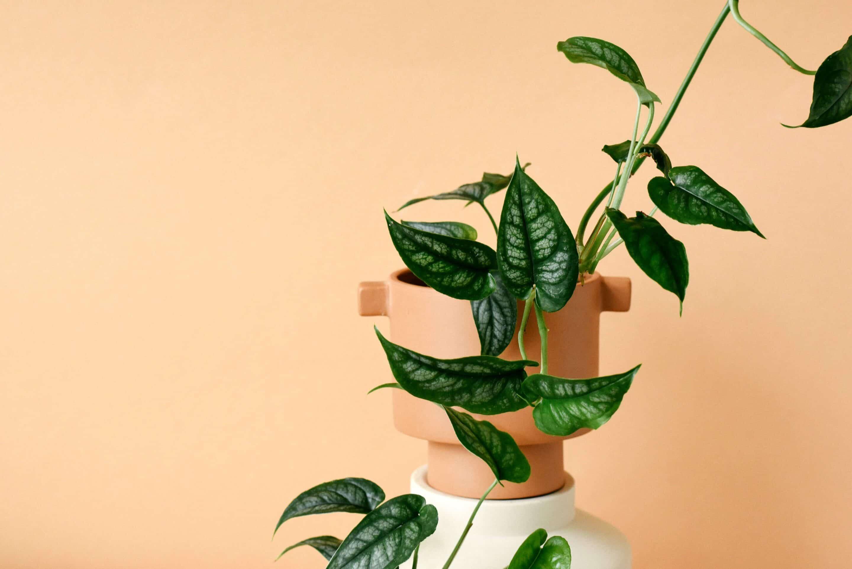 Plant profile: Monstera Siltepecana | Plant Circle