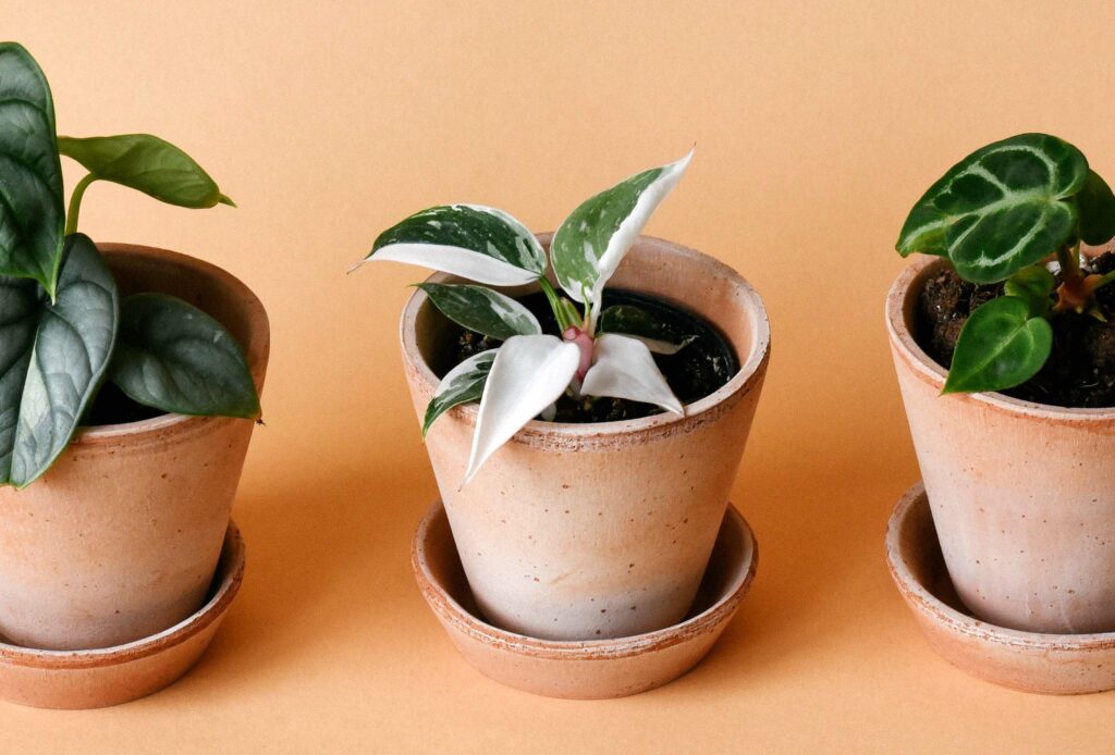 Beginner Plant Care 101: Light, Water, Soil & Signs Your Plant Needs Help