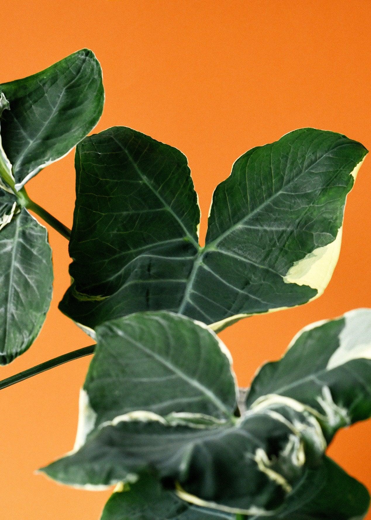 Xanthosoma Plant Care Guide