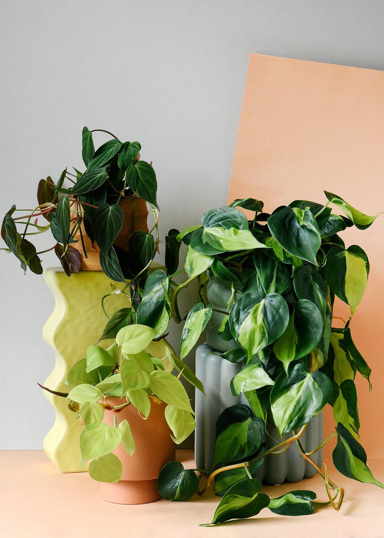 Trailing Pothos and Scindapsis