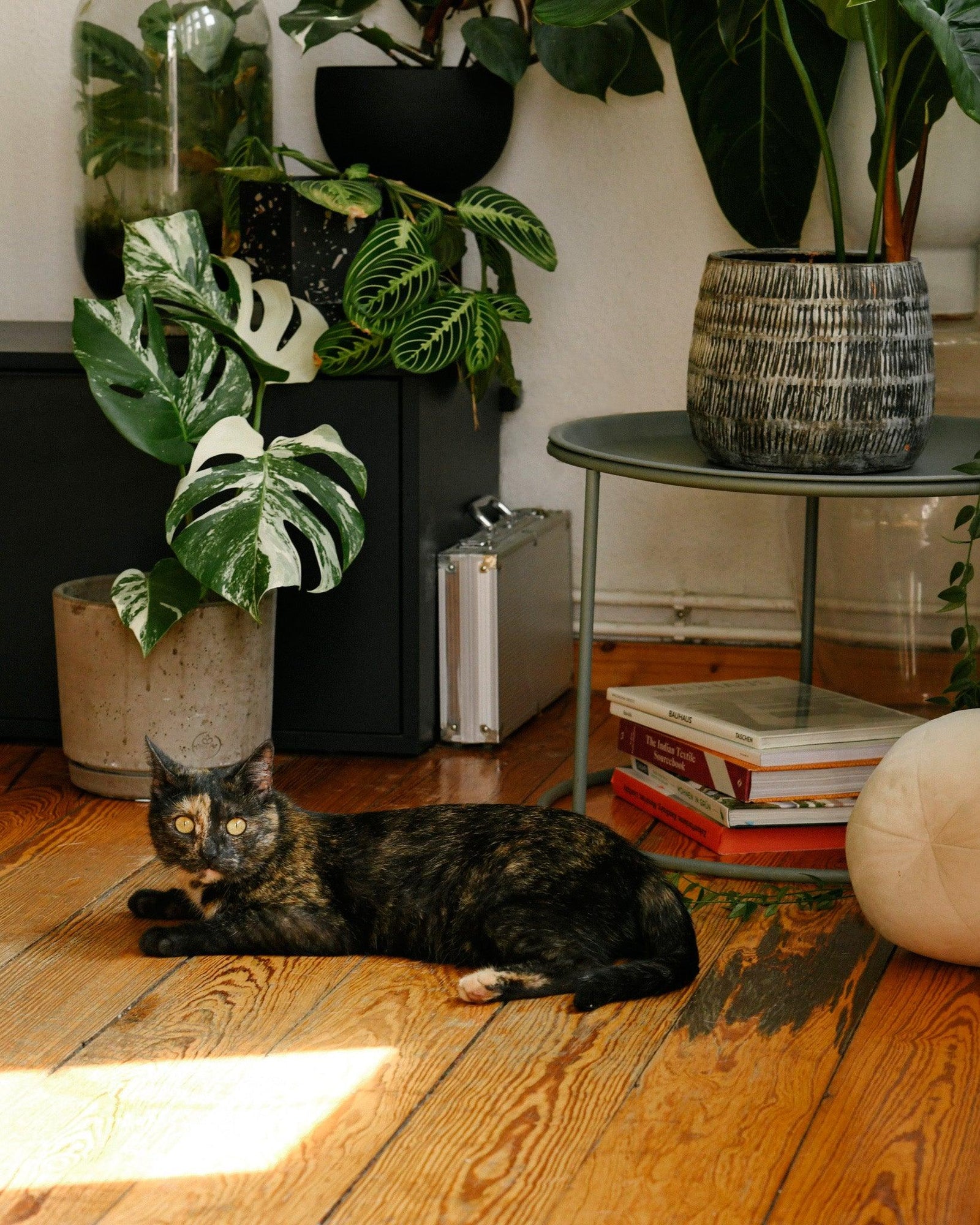 Pet Friendly Plants