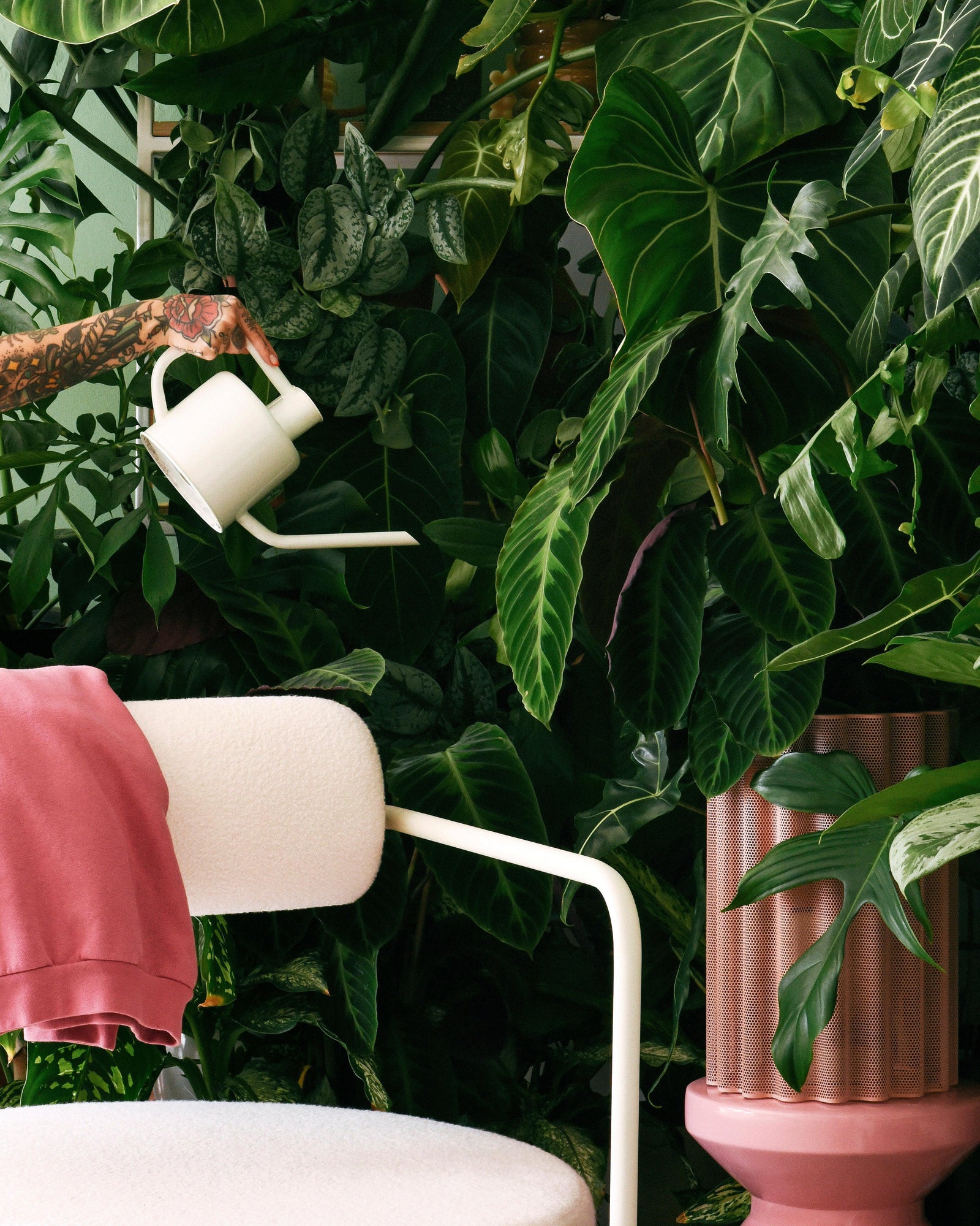 Tropical house plants with lush leaves