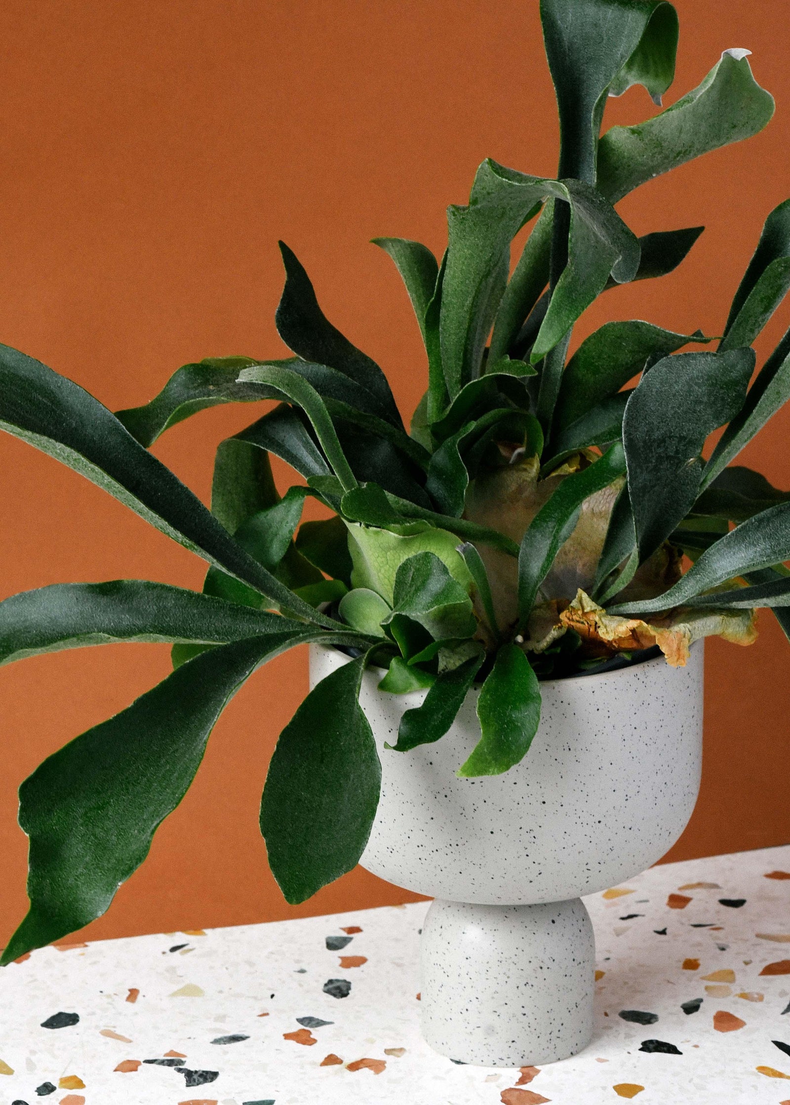 Medium houseplants