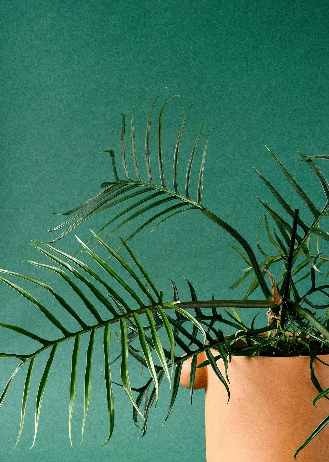 Large houseplants
