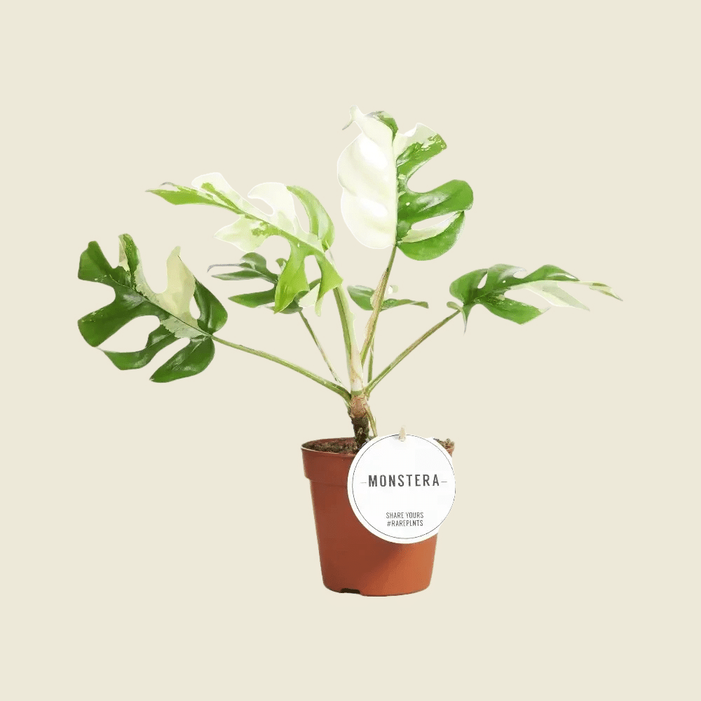 Healthy Rhaphidophora Tetrasperma Variegated by Plant Circle. A perfect rhaphidophora tetrasperma variegated by plant circle for your indoor houseplant collection.