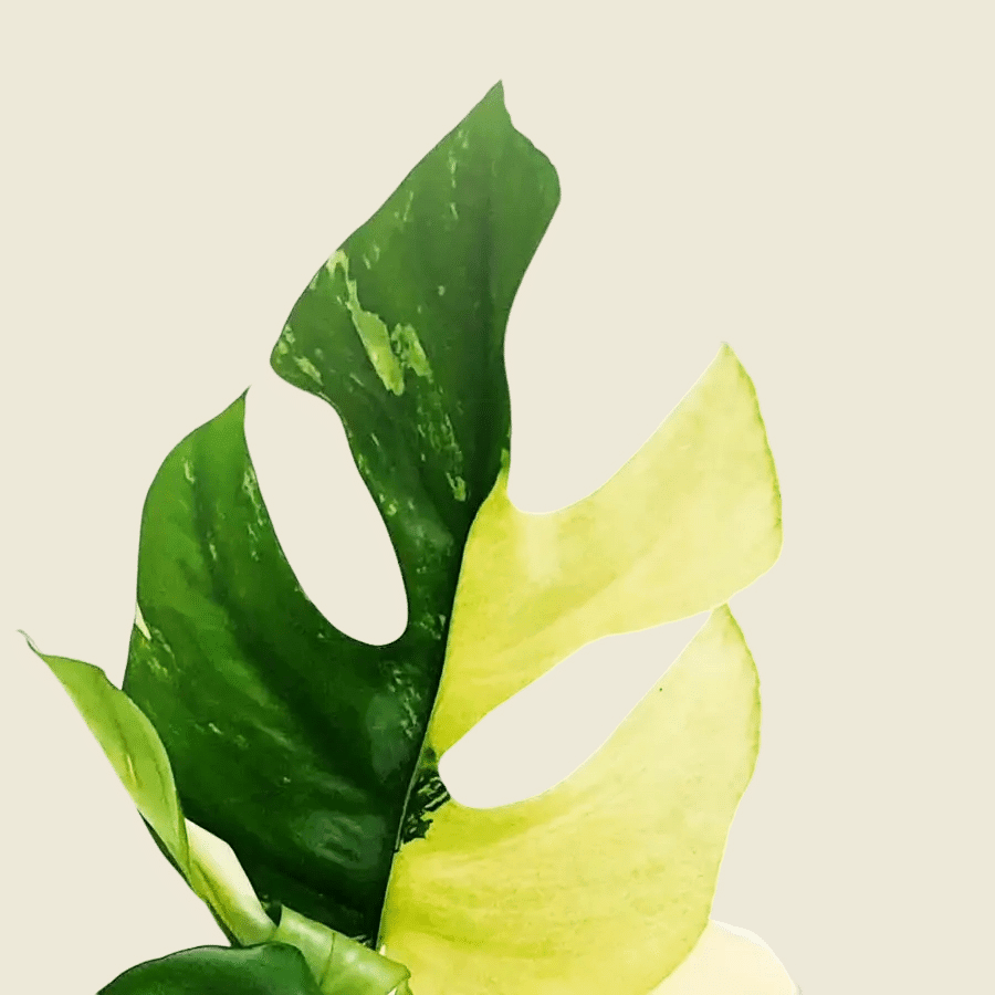 Healthy Rhaphidophora Tetrasperma Variegated by Plant Circle. A perfect rhaphidophora tetrasperma variegated by plant circle for your indoor houseplant collection.