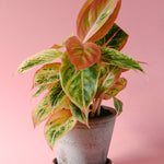 Healthy Aglaonema Salmon Fantasy Medium - Plant Circle
