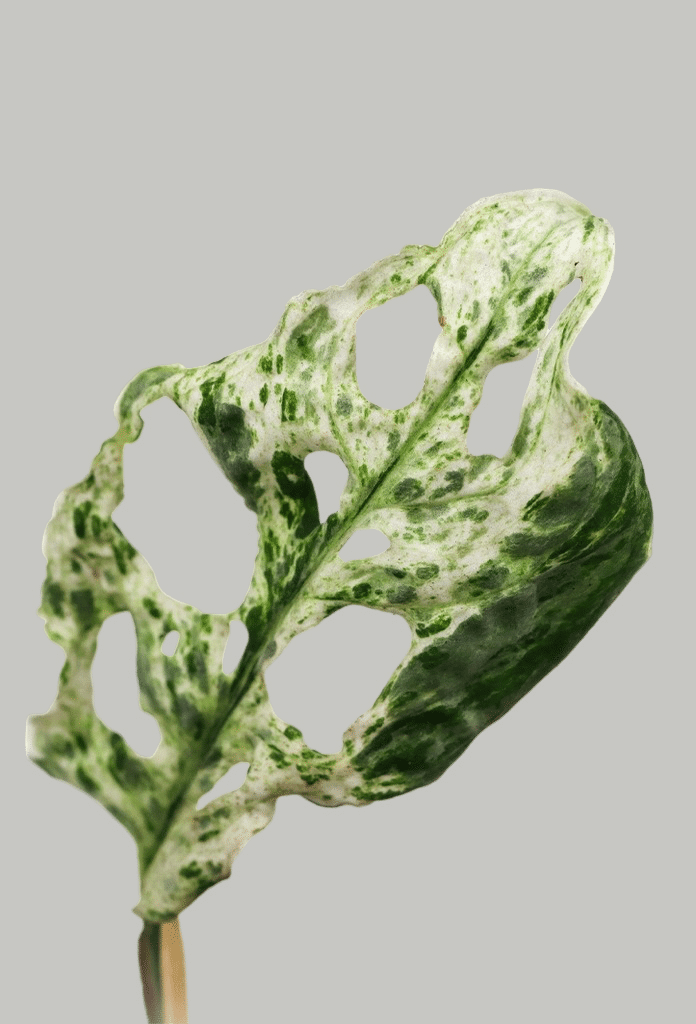 monstera plant froze Monstera Adansonii 'Frozen Freckles' Medium
