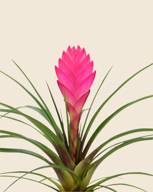 cyanea air plant Tillandsia 'Cyanea'