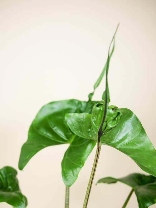 Healthy Alocasia Stingray M by Plant Circle. A perfect alocasia stingray m by plant circle for your indoor houseplant collection.